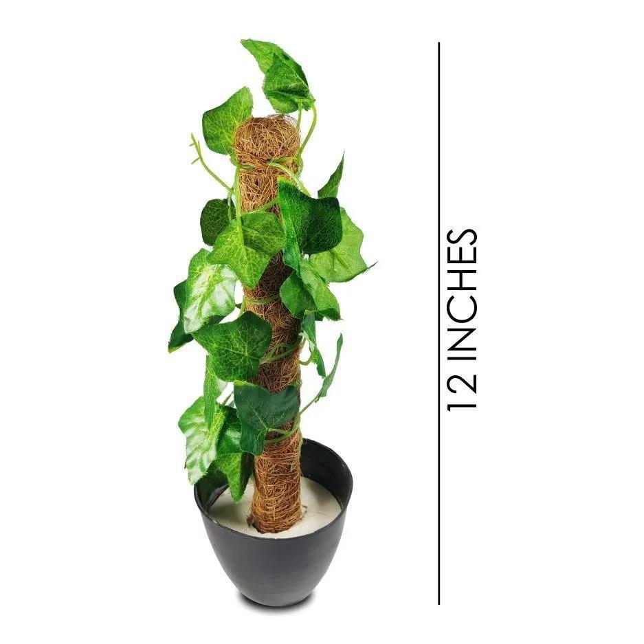 Mini Green Coconut Stick Planter - 1 Pc for Bringing Nature Indoors - Size: 1 ft